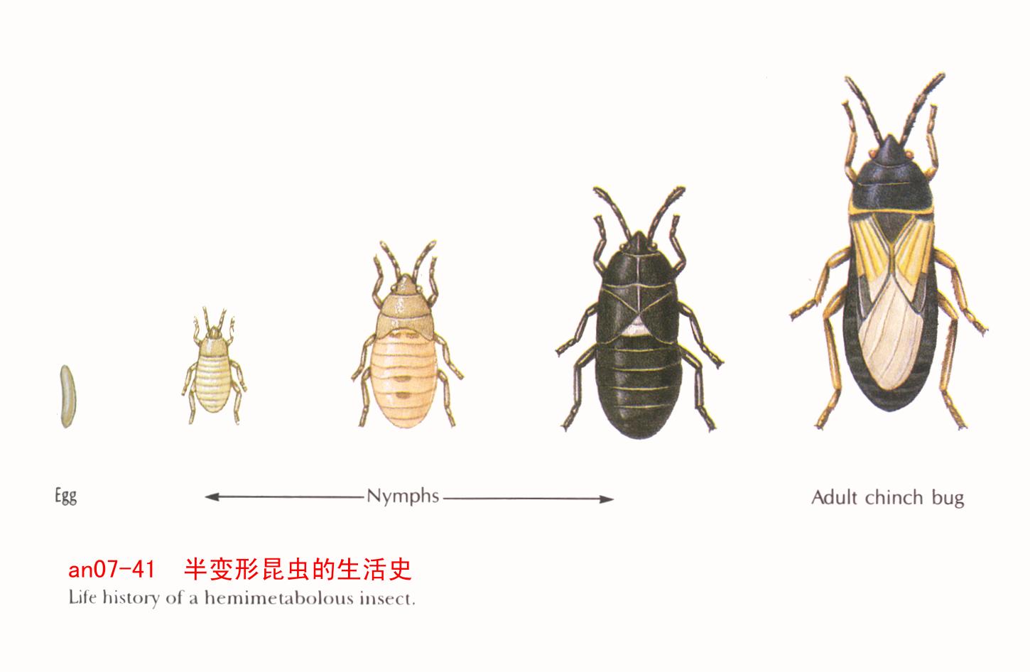 枇杷树 沈天帷,每月费用报销统计表,平行世界之