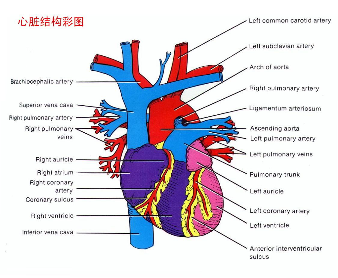 心血管系统解剖学课件07_word文档在线阅读与下载_免费文档